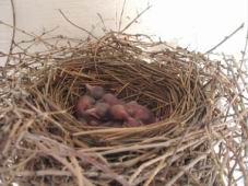babies1.JPG