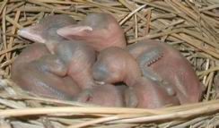 babies3.JPG