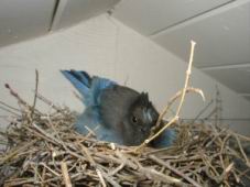 bird2-1.JPG