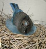 bird2-2.JPG