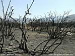 lostlakefire3.JPG