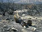 swarthoutfire.JPG